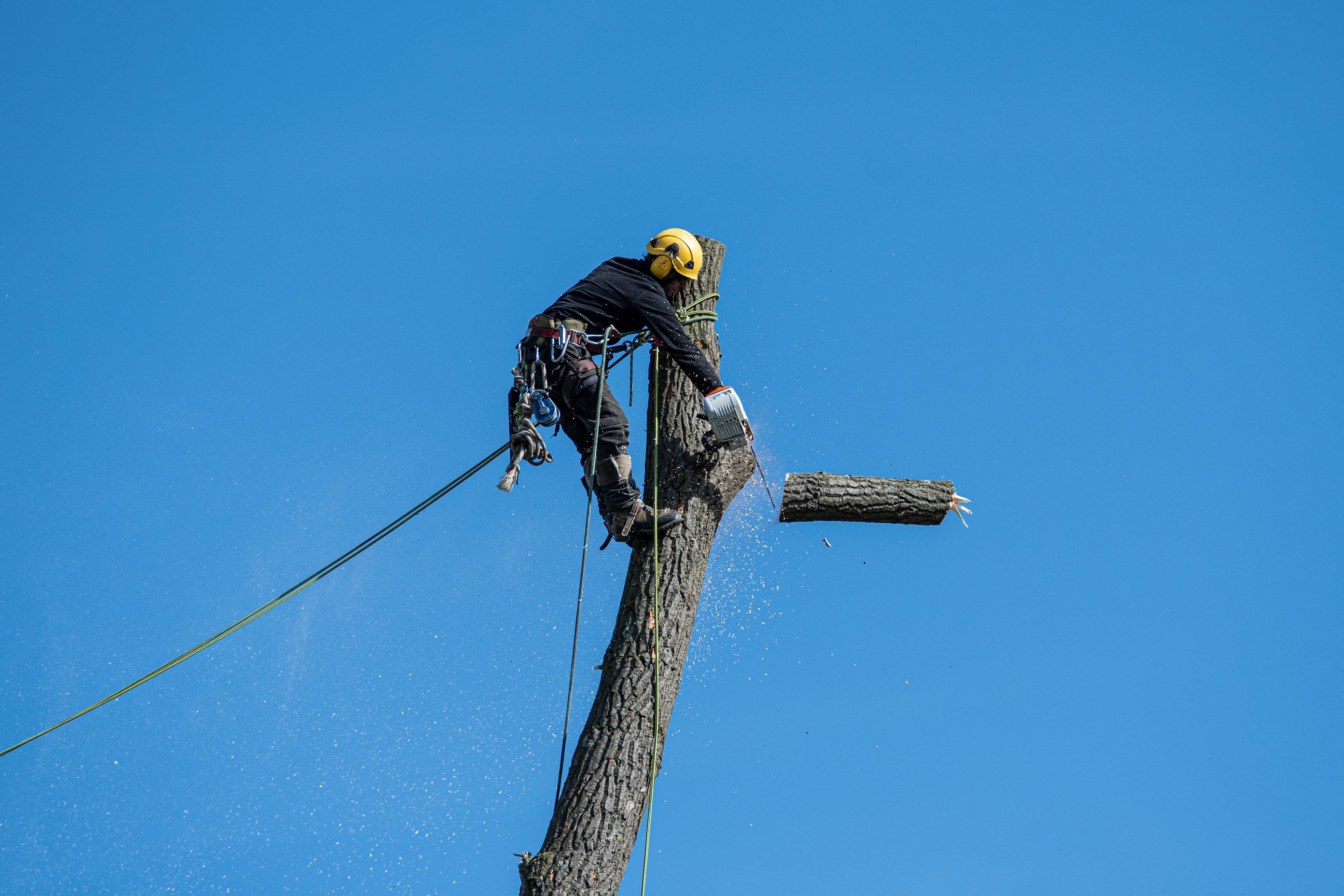 A Man Cutting a Tree