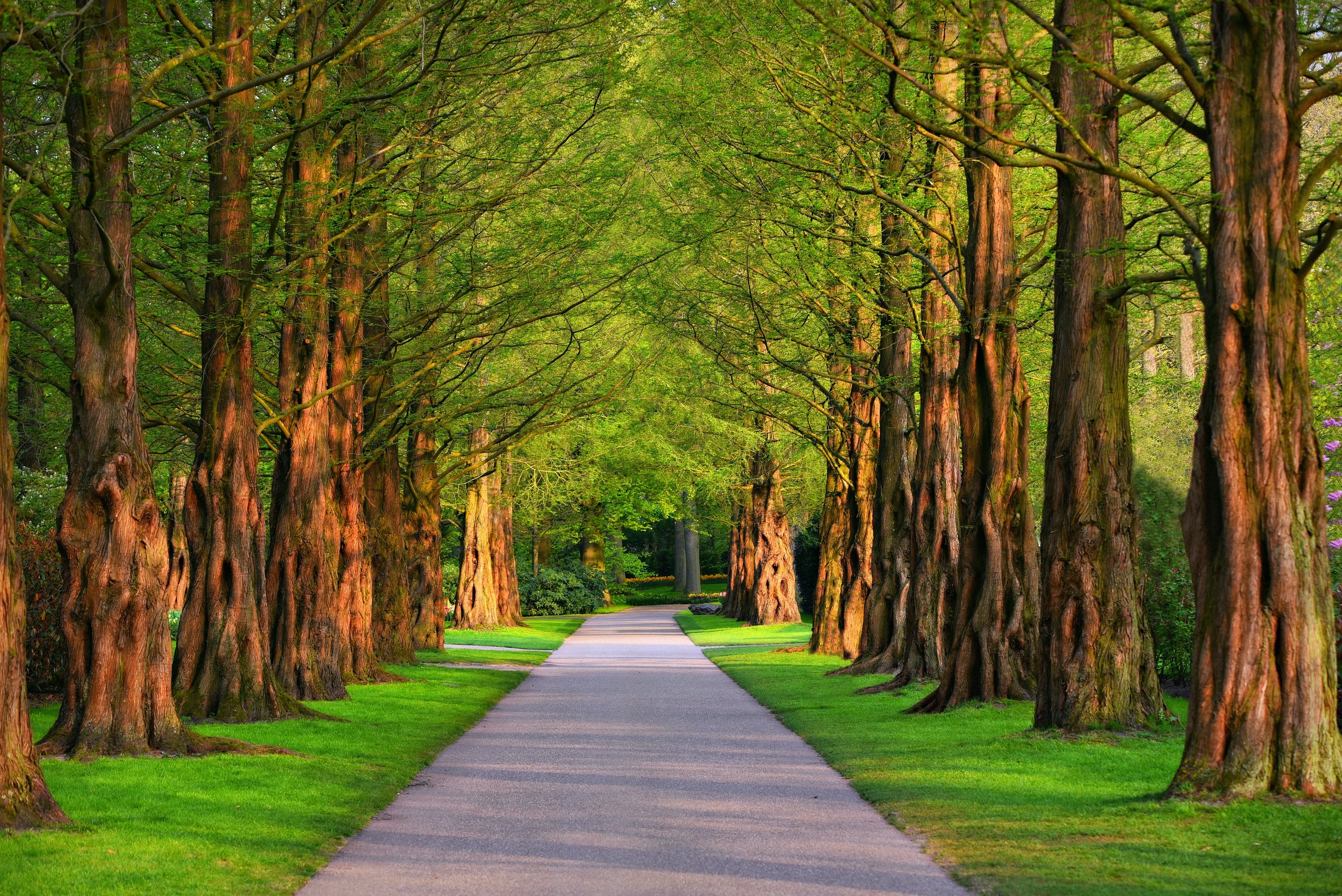 Trees in the Path